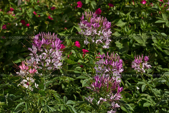Cleome blooms in the garden. Cleome (lat. Cleome) is a genus of annual or biennial plants of the Cleomaceae family. Стоковое фото, фотограф Андрей Жигальцов / Фотобанк Лори