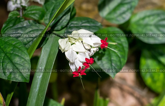 Clerodendrum thomsoniae or bleeding glory-bower growing in Nha Trang Vietnam (2024 год). Стоковое фото, фотограф Татьяна Терехина / Фотобанк Лори