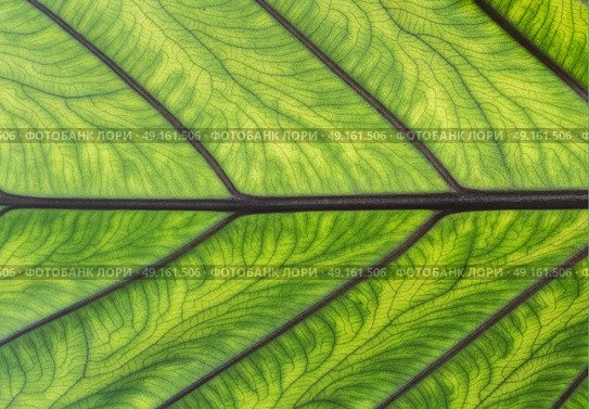 Close up abstract of heavily veined rubber plant leaf. Стоковое фото, агентство Ingram Publishing / Фотобанк Лори