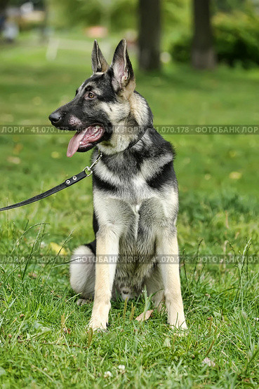 Close Up Alsatian Wolf Dog Or German Shepherd Dog On Green Grass Background. Deutscher Dog. Стоковое фото, фотограф Анна Кривицкая / Фотобанк Лори
