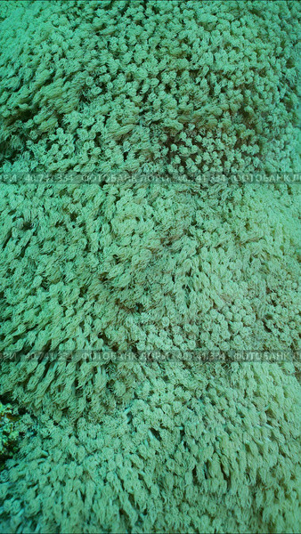 Close-up, Colonies of Flowerpot coral or Anemone coral (Goniopora columna). Coral polyps feed by filtering on plankton. Natural background of coral polyps, Red sea, Egypt. Стоковое фото, фотограф Некрасов Андрей / Фотобанк Лори