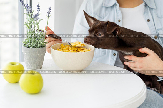 close up dog sniffing cereals. Стоковое фото, агентство Ingram Publishing / Фотобанк Лори
