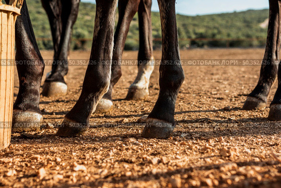 close up legs stud horses. Стоковое фото, агентство Ingram Publishing / Фотобанк Лори