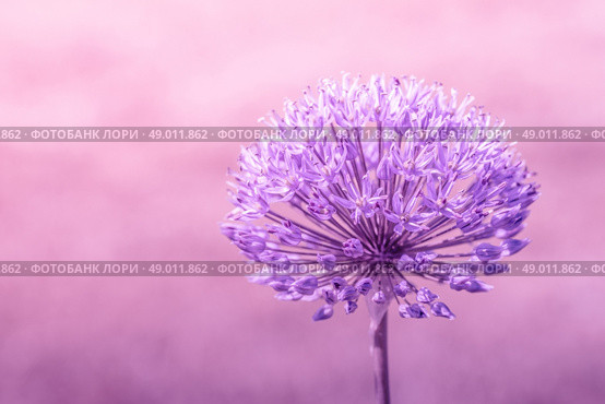 Close-up of a Allium Giganteum flower in violet colors. Стоковое фото, агентство Ingram Publishing / Фотобанк Лори