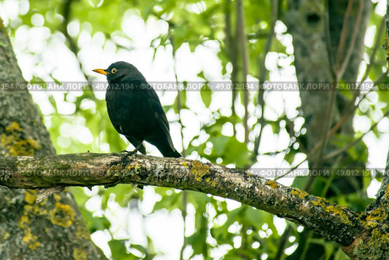 Close-up of a blackbird in a tree. Стоковое фото, агентство Ingram Publishing / Фотобанк Лори