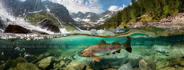 Close-up of a fish trout goes to spawn in a mountain river, underwater view. Стоковое AI-изображение, AI-художник Igor Tichonow / Фотобанк Лори