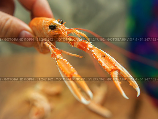 Close-up of a Human Hand Holding Norway lobster. Стоковое фото, фотограф Sergakoff / Фотобанк Лори