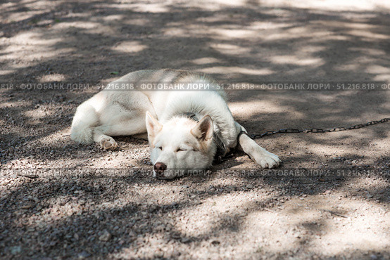 Close-up of a husky dog's head on a blurred background. The dog's fur is white. The dog is sleeping on the ground. Стоковое фото, фотограф Photojuli / Фотобанк Лори