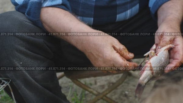 Close-up of a man sitting outside taking the entrails out of the belly of a fresh fish. Cleaning and cutting up live fish in the outdoors. Стоковое видео, видеограф Воловодов Владимир / Фотобанк Лори
