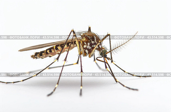Close-Up of a Mosquito on a White Background. Стоковое AI-изображение, AI-художник Юлия Гапеенко / Фотобанк Лори