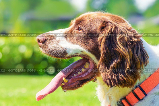 Close up of a springer spaniel dog with the tongue out of the mouth on a hot day. Стоковое фото, агентство Ingram Publishing / Фотобанк Лори