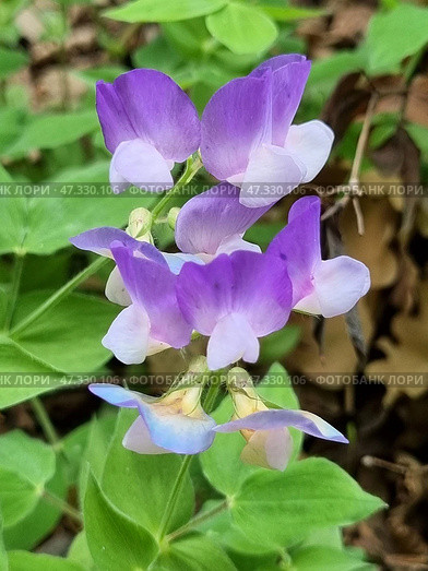 Close-up of an elegant inflorescence of violet-pink flowers, presumably of the forest species of pea (lat. Lathyrus), or wild pea. The flowers are arranged in tiers and smoothly transition from a rich violet to a delicate pinkish-white shade. The stem is thin, the leaves are light green, with a characteristic trifoliate shape. The background is natural, with spots of dry leaves and greenery. The photo conveys natural harmony and tranquility. Стоковое фото, фотограф Анна Кривицкая / Фотобанк Лори