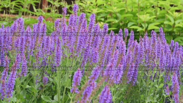 Close-up of an ornamental garden plant woodland sage (Salvia nemorosa) Стоковое видео, видеограф Алексей Кузнецов / Фотобанк Лори