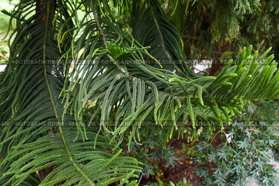 Close-up of Araucaria heterophylla (Norfolk Island Pine) branch with lush green needles, Singapore. Tropical conifer details in natural sunlight. Стоковое фото, фотограф Татьяна Терехина / Фотобанк Лори
