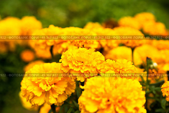 Close up of beautiful Marigold flower blooming in the garden. Tagetes erecta, Mexican, Aztec or African marigold. Close up of beautiful Marigold flower blooming. Стоковое фото, агентство Ingram Publishing / Фотобанк Лори