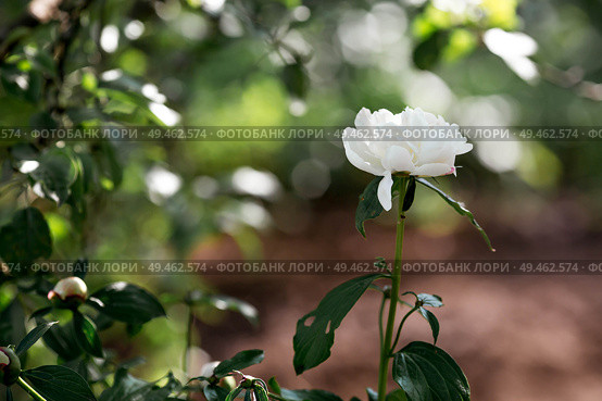 Close-up of blooming peonies. Flowers and buds of peonies in the spring garden. Green natural background. A blooming garden. Beautiful side. Стоковое фото, фотограф Photojuli / Фотобанк Лори
