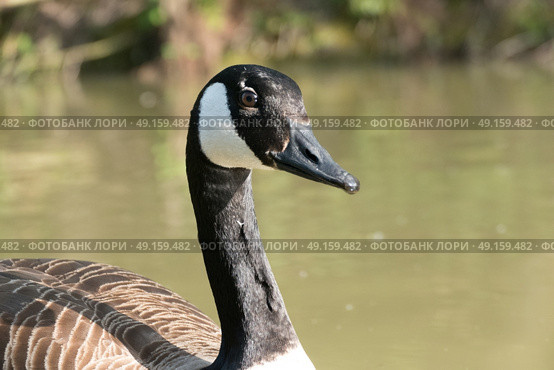 Close up of Canada Goose waiting for food on the canal. Стоковое фото, агентство Ingram Publishing / Фотобанк Лори