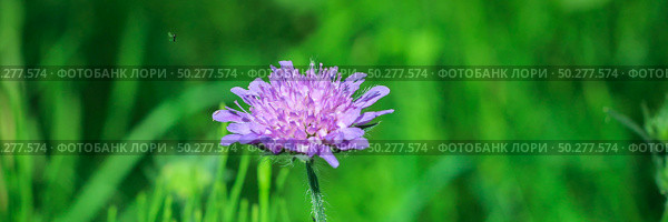 Close up of Field Scabious, Knautia Arvensis. Purple flower on a bright green nature background. Best floral picture for covers, banners, posters and projects. Стоковое фото, фотограф Марина Демидюк / Фотобанк Лори