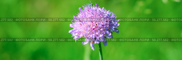 Close up of Field Scabious, Knautia Arvensis. Purple flower on a bright green nature background. Best floral picture for covers, banners, posters and projects. Стоковое фото, фотограф Марина Демидюк / Фотобанк Лори