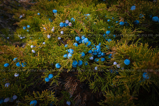 Close-up of juniper bush with vibrant blue berries in natural light. Стоковое фото, фотограф Антон Гвоздиков / Фотобанк Лори