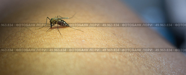 Close-up of mosquito sucking blood from human arm. Стоковое фото, агентство Ingram Publishing / Фотобанк Лори