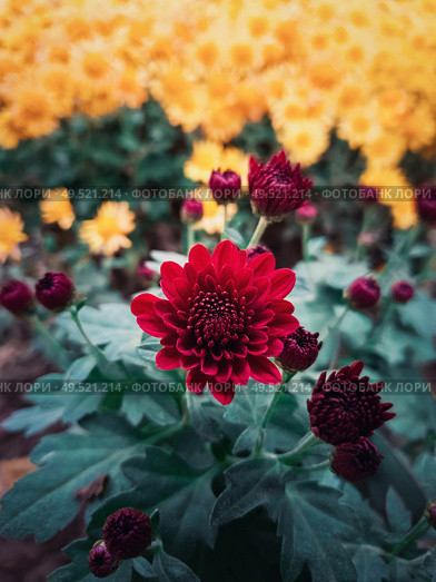 Close up of red chrysanthemums buds flowering in the garden. Blooming autumn flowers nature background. Vertical shot with blossoming crimson color chrysanths. Стоковое фото, агентство Ingram Publishing / Фотобанк Лори