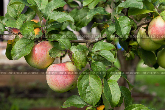 Close-up of ripe fresh red apples on apple tree branch in garden is ready for harvest. Fruit background. Concept of gardening, harvesting and healthy eating. Copy space for site. Стоковое фото, фотограф Aleksandr Golubev / Фотобанк Лори