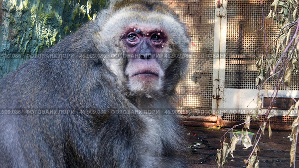 Close up of sad monkey eating food and chewing inside the aviary. Стоковая иллюстрация, иллюстратор David Kashakhi / Фотобанк Лори