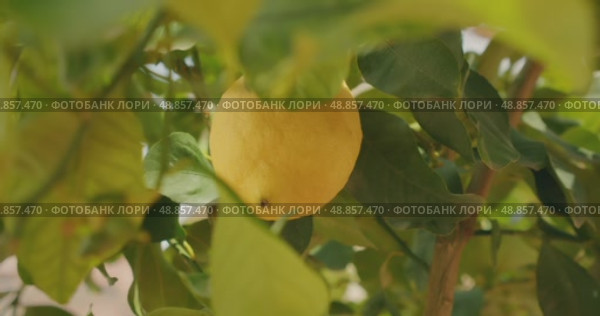 Close up of single ripe lemon grows on tree surrounded by green leaves in summer Italy. Стоковое видео, видеограф Igor Tichonow / Фотобанк Лори