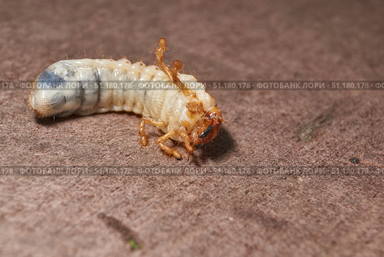 Close-up of the larva of the May beetle (lat. Melolontha). A white, thick larva of a May beetle was found in the ground during work on a garden plot. Detailed image of an insect in the larval stage. Стоковое фото, фотограф Андрей Жигальцов / Фотобанк Лори