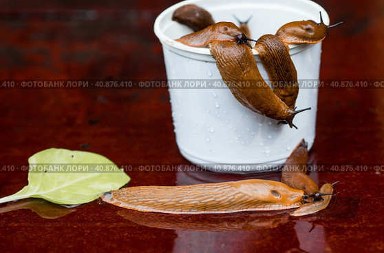 Close-up of the Spanish slug Arion lusitanicus in a bucket. Big slimy brown snails crawling around the garden. The invasion damages the leaves and crops. Collection of invasive species. Стоковое фото, фотограф Photojuli / Фотобанк Лори