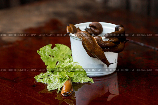 Close-up of the Spanish slug Arion lusitanicus in a bucket. Big slimy brown snails crawling around the garden. The invasion damages the leaves and crops. Collection of invasive species. Стоковое фото, фотограф Photojuli / Фотобанк Лори