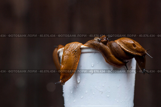 Close-up of the Spanish slug Arion lusitanicus in a bucket. Big slimy brown snails crawling around the garden. The invasion damages the leaves and crops. Collection of invasive species. Стоковое фото, фотограф Photojuli / Фотобанк Лори