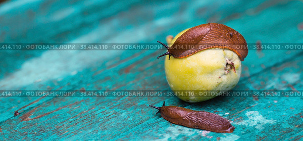 Close-up of the Spanish slug Arion lusitanicus on a green apple. Big slimy brown snails crawling around the garden. The invasion damages the leaves and crops. Collection of invasive species. Стоковое фото, фотограф Photojuli / Фотобанк Лори