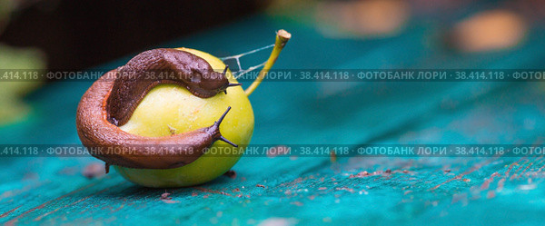 Close-up of the Spanish slug Arion lusitanicus on a green apple. Big slimy brown snails crawling around the garden. The invasion damages the leaves and crops. Collection of invasive species. Стоковое фото, фотограф Photojuli / Фотобанк Лори