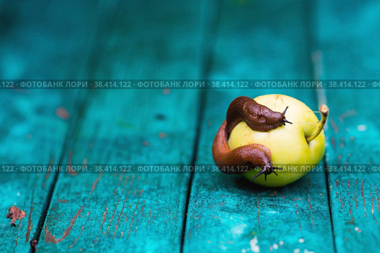 Close-up of the Spanish slug Arion lusitanicus on a green apple. Big slimy brown snails crawling around the garden. The invasion damages the leaves and crops. Collection of invasive species. Стоковое фото, фотограф Photojuli / Фотобанк Лори