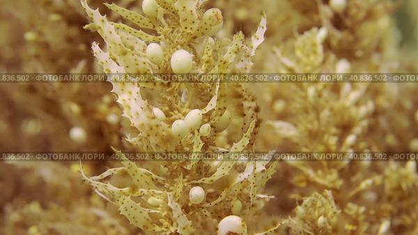 Close up of thickets Seaweed Brown Sargassum in bright sunny day on sun rays, Red sea, Egypt. Стоковое фото, фотограф Некрасов Андрей / Фотобанк Лори