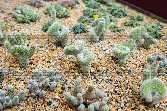 Close-up of various Opuntia microdasys cacti growing in gravel. Fuzzy green pads with white glochids in a desert-inspired succulent garden setting. Стоковое фото, фотограф Татьяна Терехина / Фотобанк Лори