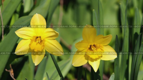 Close-up of yellow flowers of daffodils blooming in spring, swaying in the wind on a blurred green background of foliage. Easter narcissus flowers. Can be used for Mother's Day or Valentine's Day. Стоковое видео, видеограф Александр Кротков / Фотобанк Лори