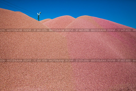 Close-up photo of red wheat grain heap. Blue sky background. Стоковое фото, фотограф Alexey Rezvykh / Фотобанк Лори