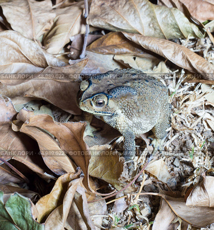 close-up photo of the Duttaphrynus melanostictus Asia toad. Стоковое фото, агентство Ingram Publishing / Фотобанк Лори