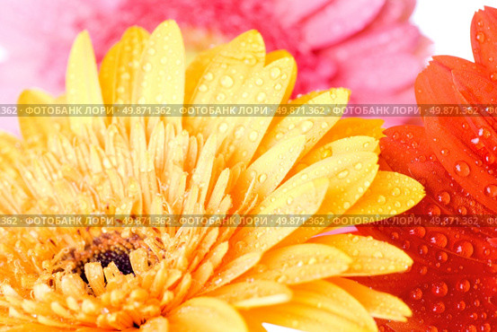 Close up pink daisy-gerbera with water drops. Стоковое фото, агентство Ingram Publishing / Фотобанк Лори