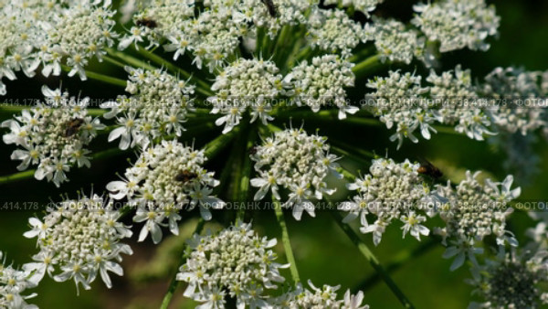 Close-up video of Pleurospermum uralense, the flowering plant from family Apiaceae in natural environment. Стоковое видео, видеограф Сергей Пристяжнюк (Serg Zastavkin) / Фотобанк Лори