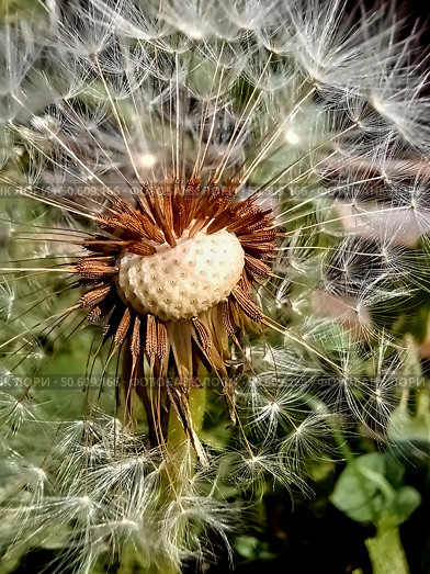 Close-up view of a dandelion seed head revealing intricate details in a garden during daylight. Стоковое фото, фотограф Александра Рублева / Фотобанк Лори