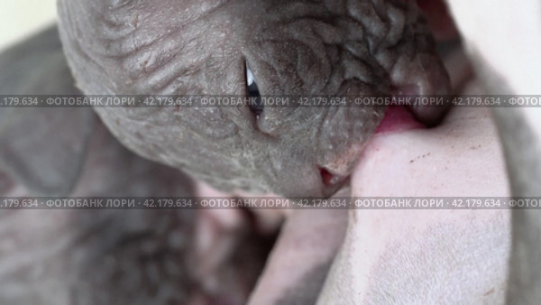 Close-up view of kitten greedily sucking milk from breast nipple of nursing mother Sphynx Hairless Cat. Стоковое видео, видеограф А. А. Пирагис / Фотобанк Лори