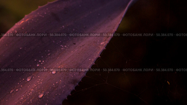 close up water drop cactus plant. Стоковое фото, агентство Ingram Publishing / Фотобанк Лори
