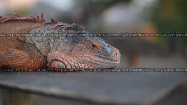 Closeup large orange iguana. Bali, Indonesia. Стоковое видео, видеограф Степанов Григорий / Фотобанк Лори