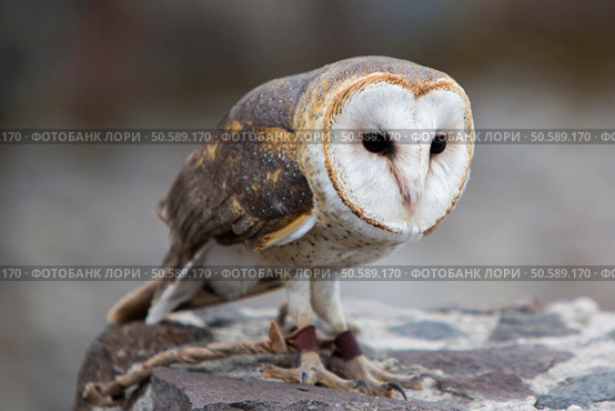 Closeup of Barn Owl at an outdoor bird sanctuary near Otavalo, Ecuador. Стоковое фото, агентство Ingram Publishing / Фотобанк Лори