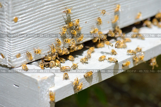 Closeup of bees on a hive. Стоковое фото, агентство Ingram Publishing / Фотобанк Лори
