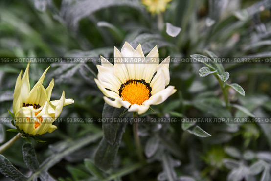 Closeup of blooming Gazania rigens flower with creamy yellow petals and bright orange center, surrounded by green leaves in a summer garden. Стоковое фото, фотограф Татьяна Терехина / Фотобанк Лори